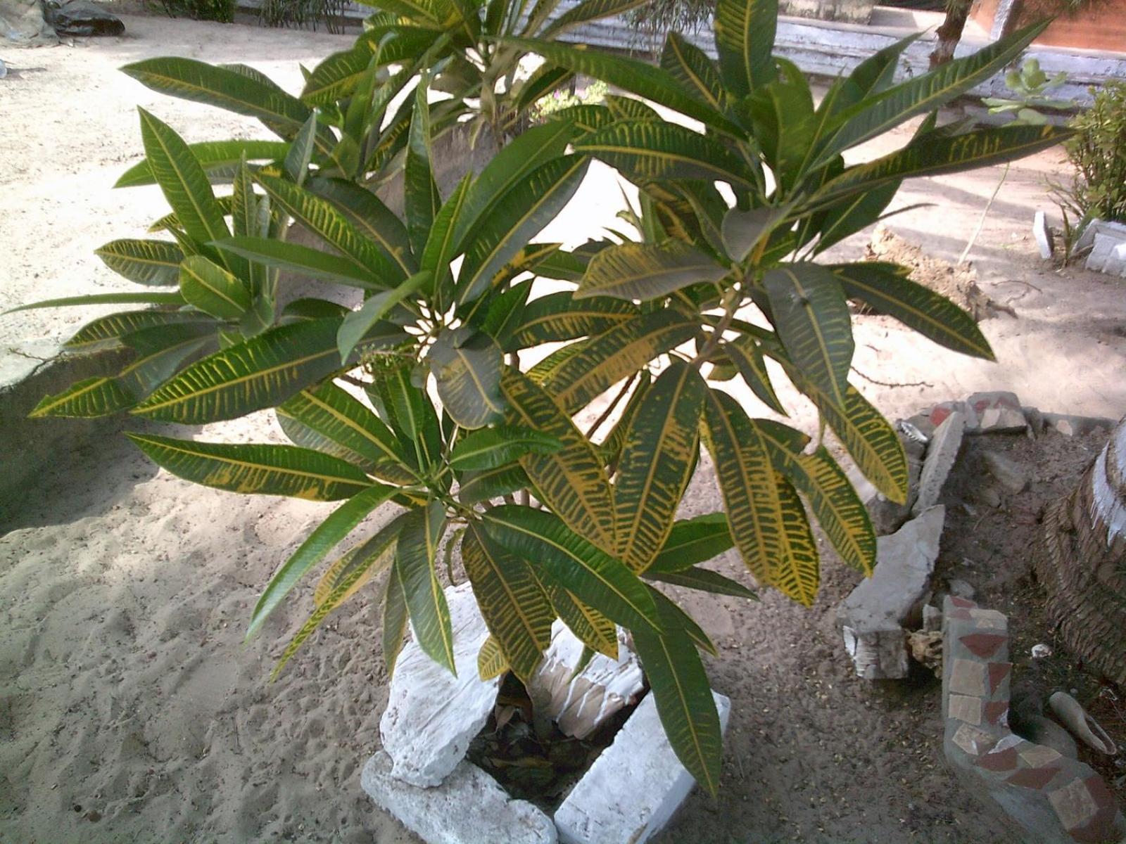 Mangrove Beach Sanyang Εξωτερικό φωτογραφία