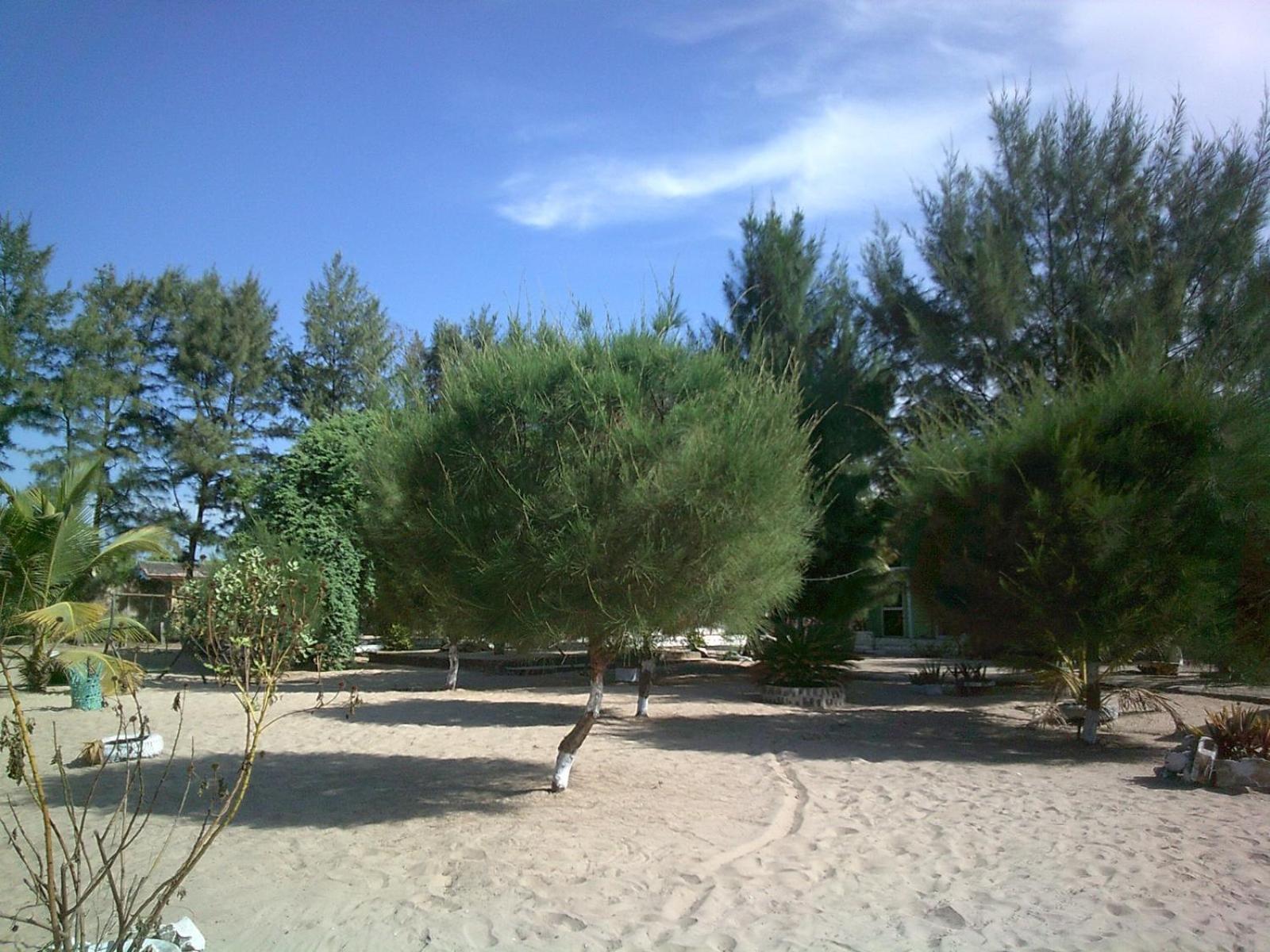 Mangrove Beach Sanyang Εξωτερικό φωτογραφία