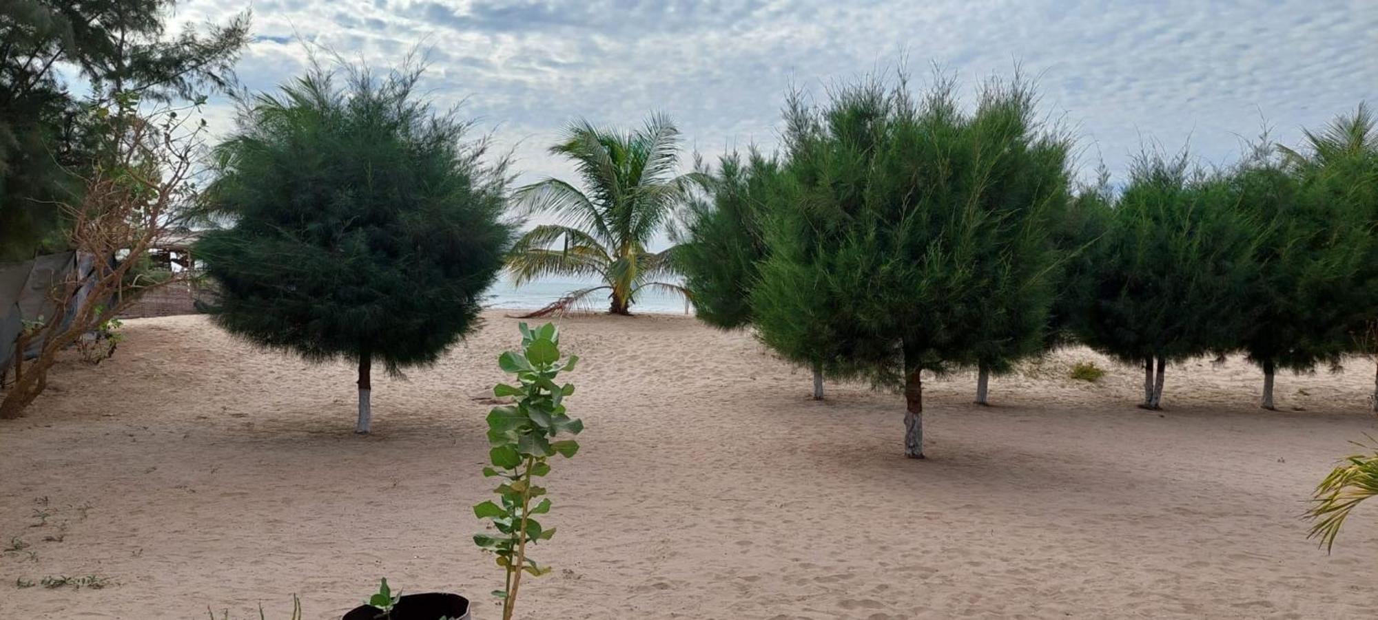 Mangrove Beach Sanyang Εξωτερικό φωτογραφία