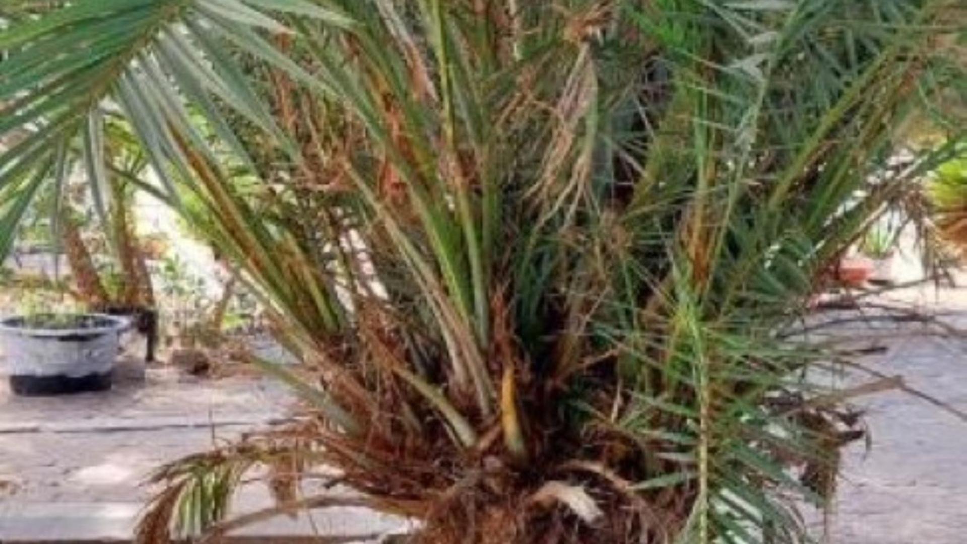 Mangrove Beach Sanyang Εξωτερικό φωτογραφία