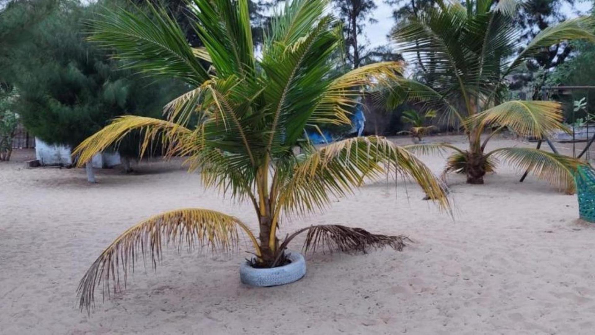 Mangrove Beach Sanyang Εξωτερικό φωτογραφία